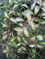 Preview: kleines gelbbuntes Immergrün - Vinca minor Illumination